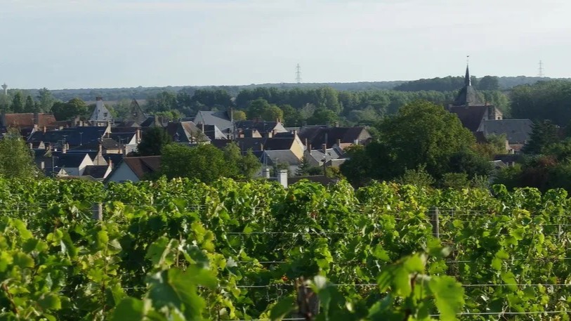 Reuilly vineyard