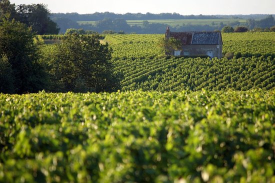 Vineyards of Montlouis sur Loire