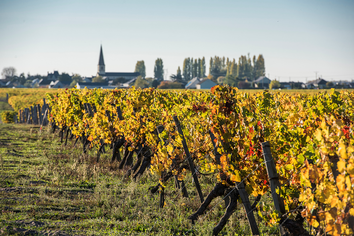 Vineyards of St. Nicolas de Bourgueil