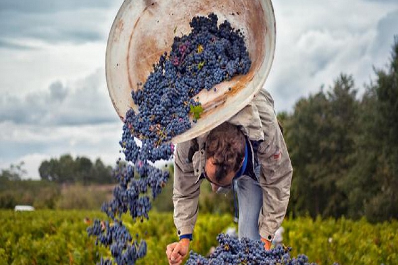 Harvest Image