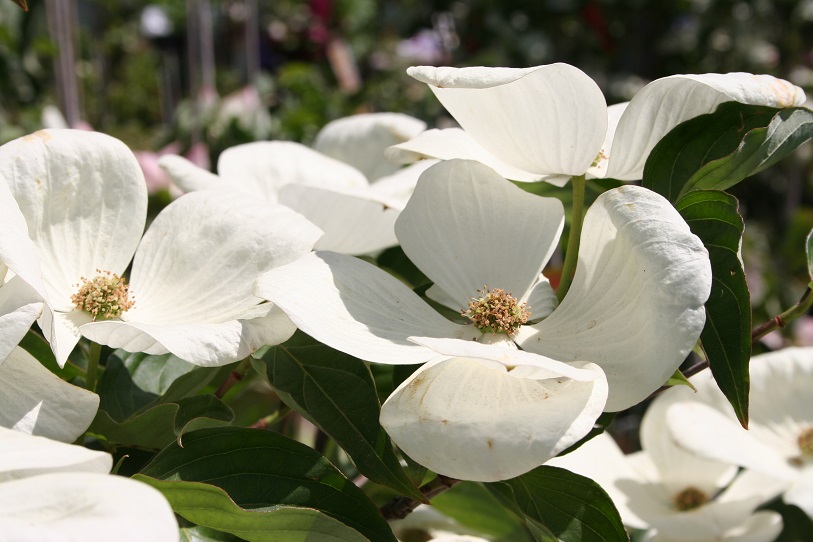 Dogwood