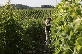 Pouilly-Fumé