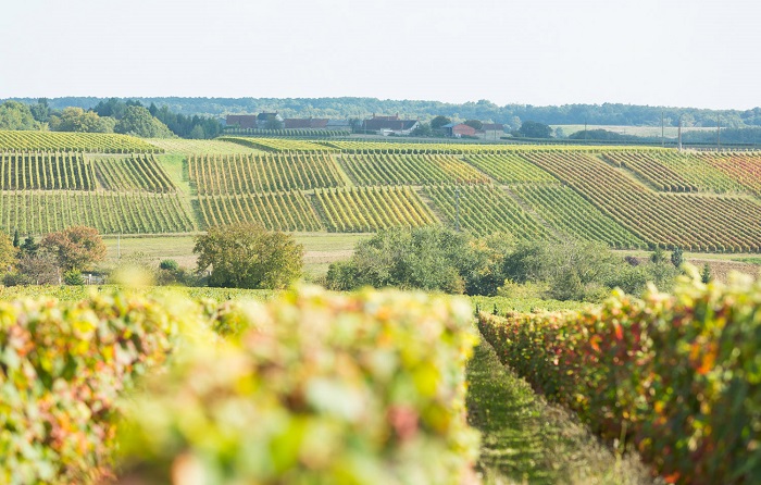 Touraine Chenonceaux vineyards