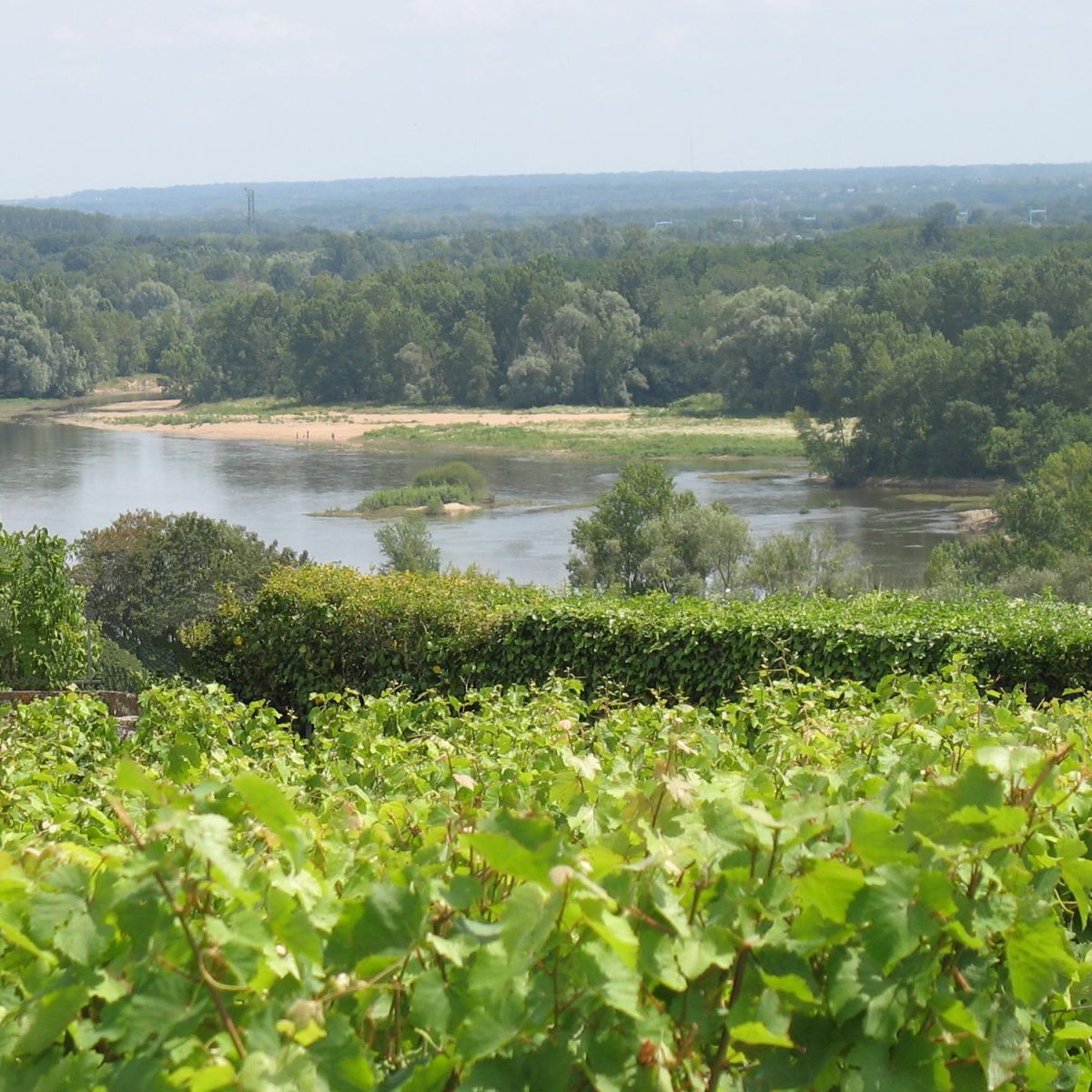 vines and Loire at Vouvrey