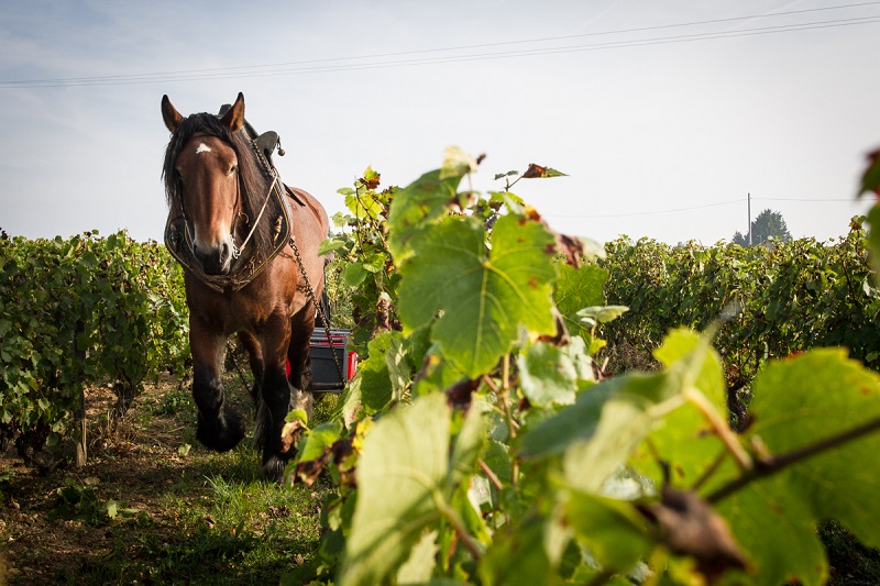 Cheverny vineyards