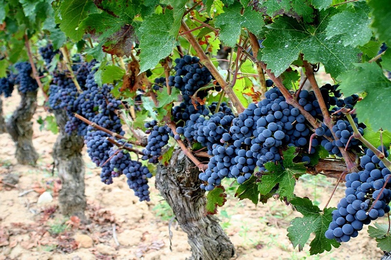 grapes