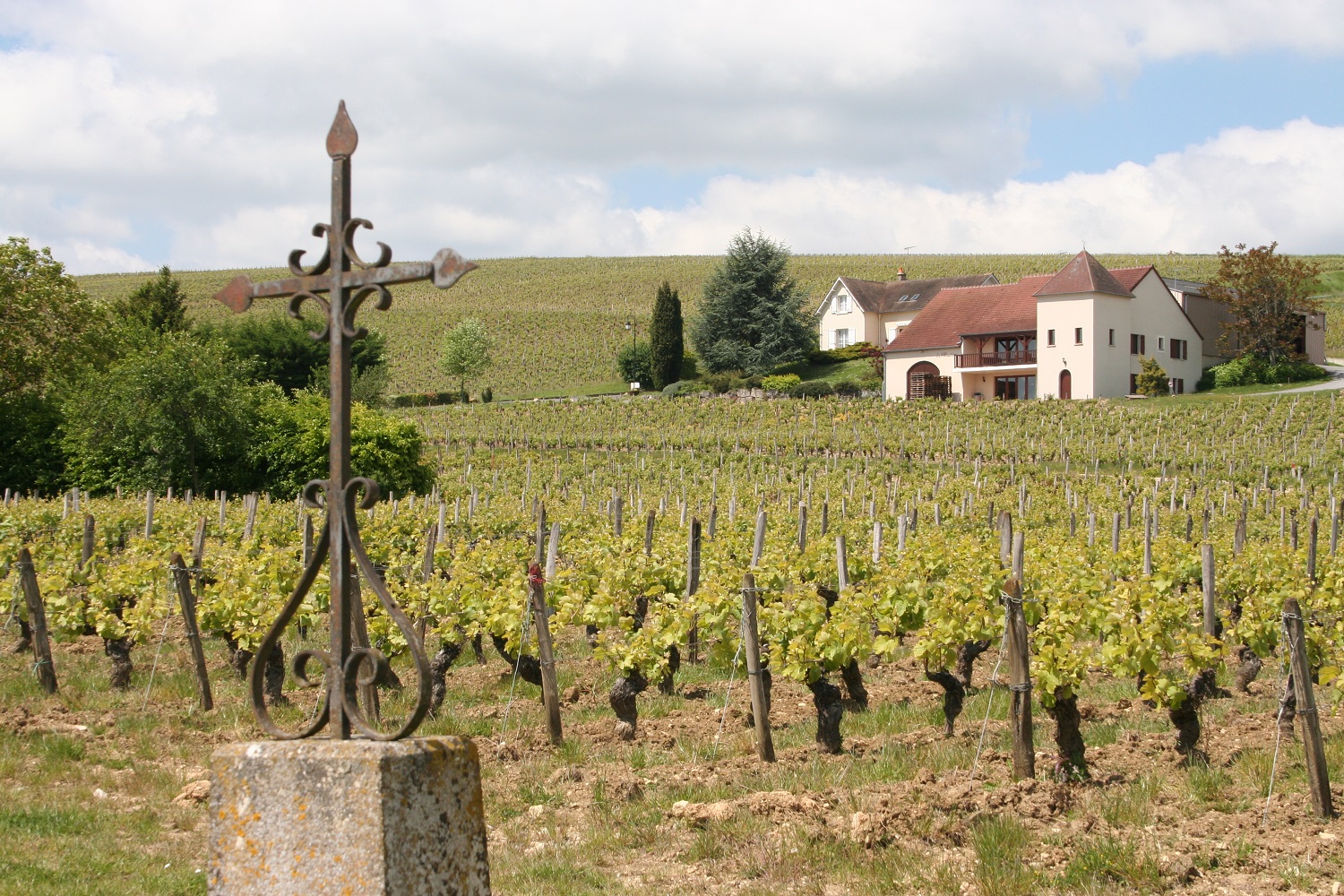 Vineyards of Sancerre