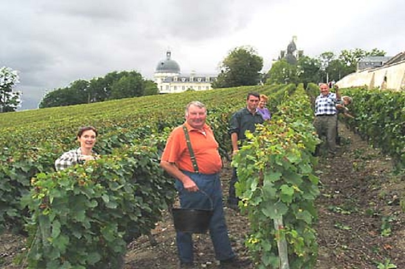 Valençay grape picking